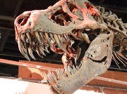 DSC_6770同行記者が気に入った恐竜の化石.JPG